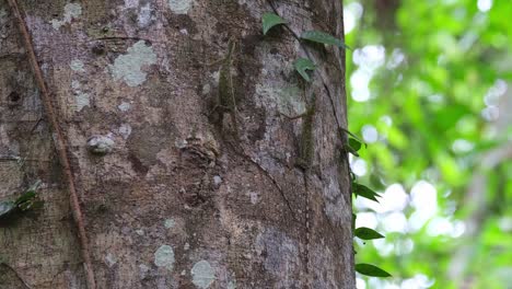 Die-Kamera-Zoomt-Heraus,-Während-Diese-Beiden-Ihr-Paarungsritual-Durchführen,-Blanfords-Fliegende-Drachen-Draco-Blanfordii,-Thailand