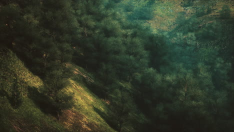 dense green forest on a mountain