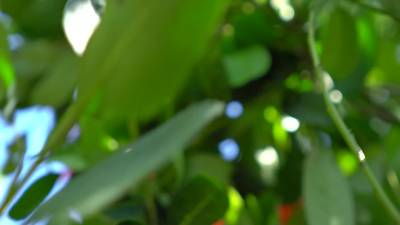 yerba mate es una planta nativa de américa del sur, de cerca