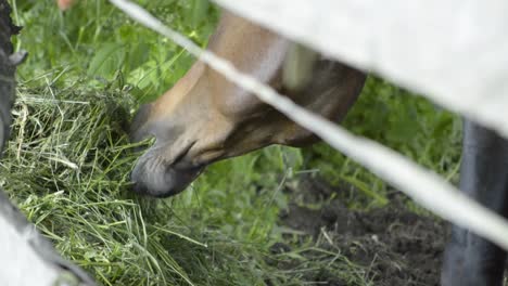 vista de cerca de la boca de los caballos comiendo de un montón de hierba verde, slomo