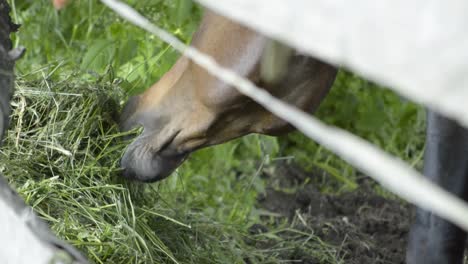 close up view of the horses mouth eating from a pile of green grass, slomo