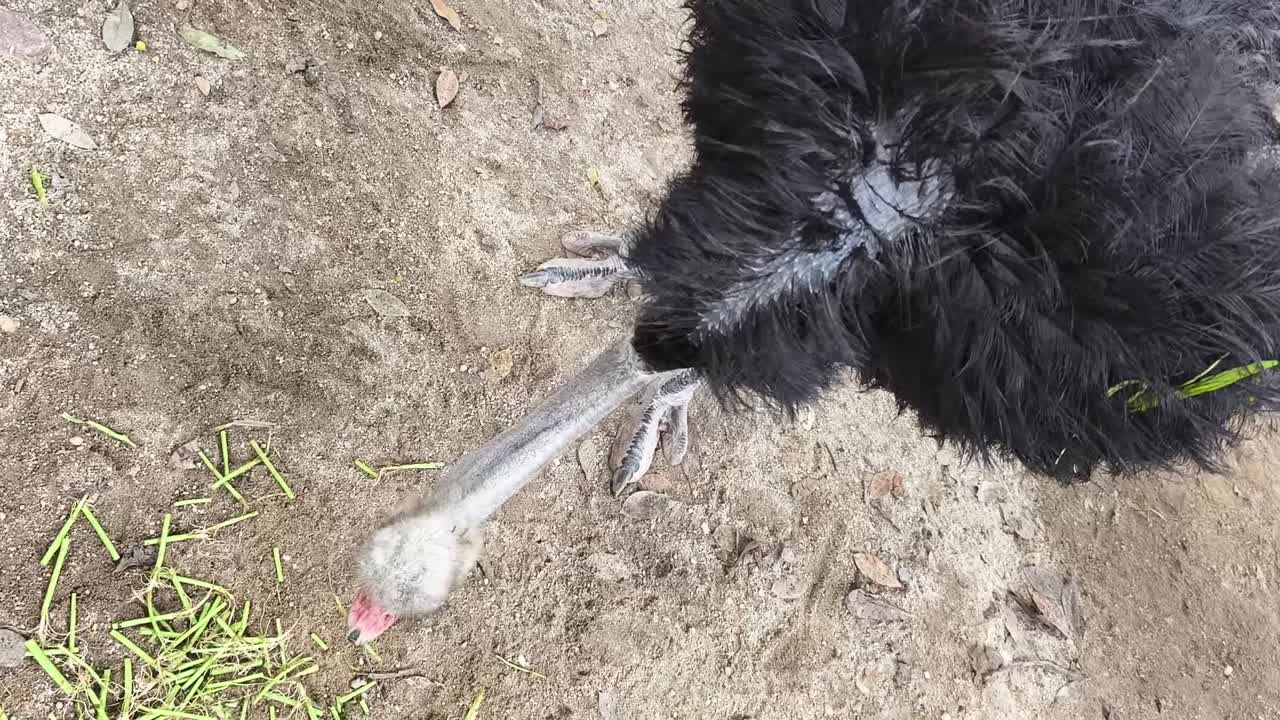 Ostrich Eating Grass