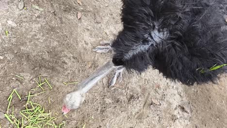 ostrich eating grass