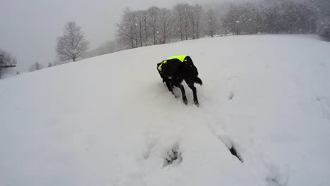 Fröhlicher-Schwarzer-Hund,-Der-Im-Winter-In-Zeitlupe-Auf-Dem-Schneeweißen-Feld-Auf-Dem-Land-Läuft