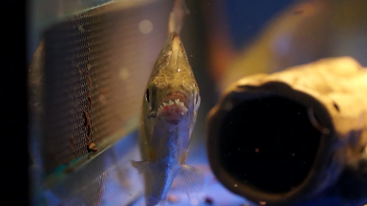 Scary looking piranha, sharp teeth sticking out of its mouth, aquatic animal