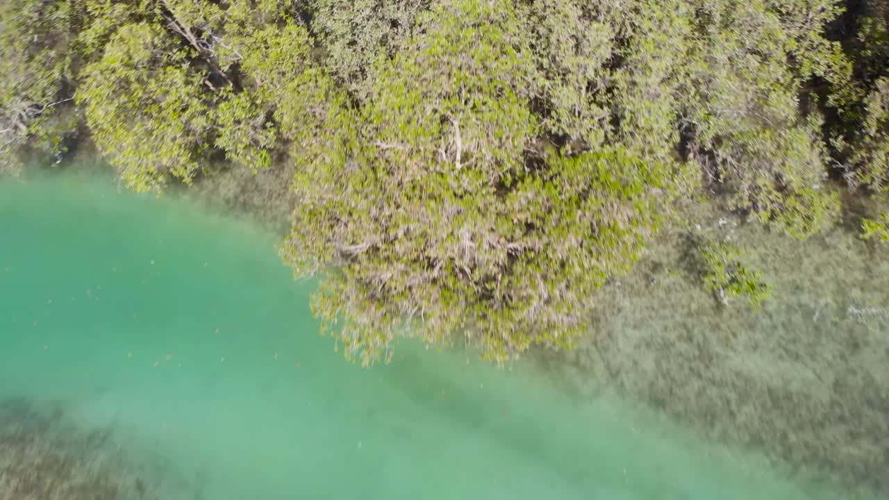 화창한 날 맹그로브 위로 공중 틸트 다운 샷