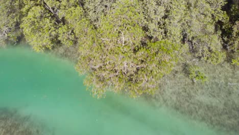 Aerial-tilt-down-shot-over-mangroves-on-sunny-day