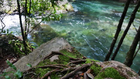 close up shot of mossy river shore with plants and calm flowing tarawera river in background - beautiful sunny day in new zealand