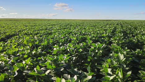 vast field of green soybean plants under bright blue sky in la pampa, argentina. drone shot