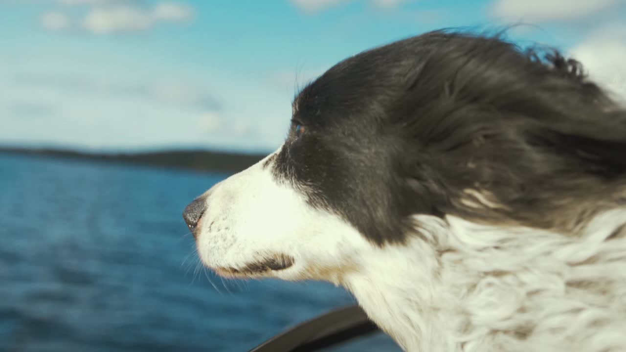 un lindo perro feliz mirando fuera del barco en cámara lenta
