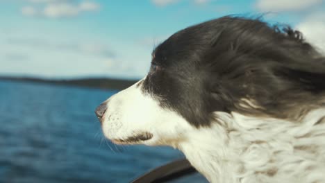 leuke gelukkige hond die uit de boot kijkt langzame beweging