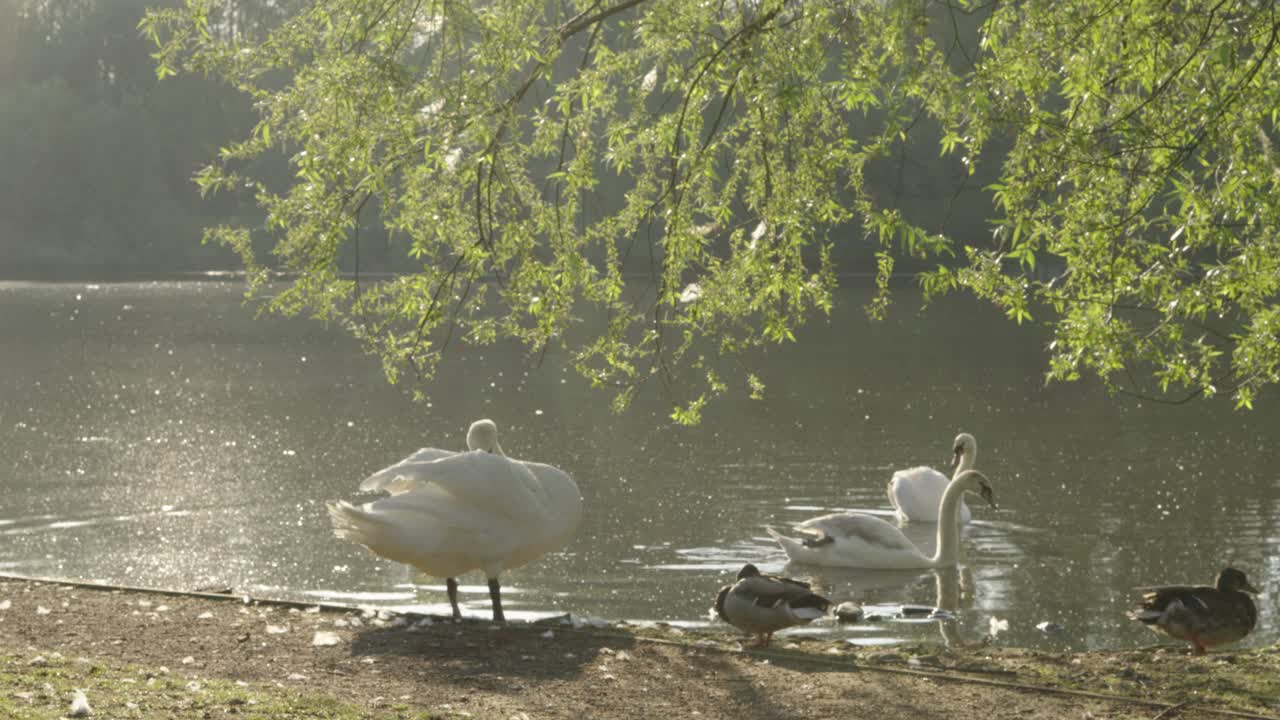 해가 뜨는 시점 에 호수 에 있는 백조 와 오리 들 의 느린 움직임 과 그 위 에 있는 나무 들