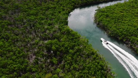 fast ride in motorboat among green vegetation in mangrove forest