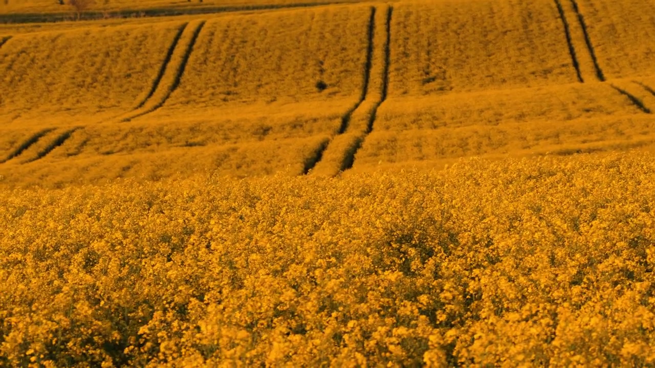 Vista aerea con drone di fiori di colza gialli in fiore in primo piano con campi coltivati ondulati che si estendono fino all'orizzonte, Moravia, Repubblica Ceca.