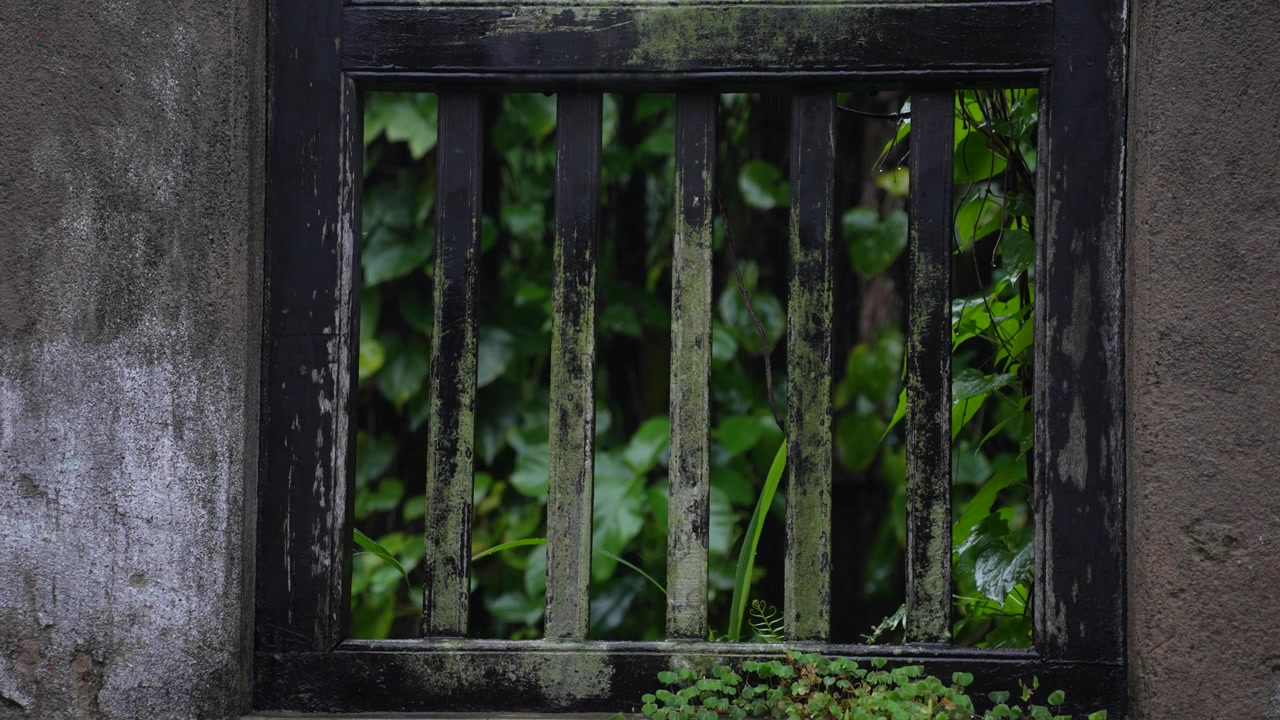 An old house and the creepers that have grown around it are getting drenched in the water.