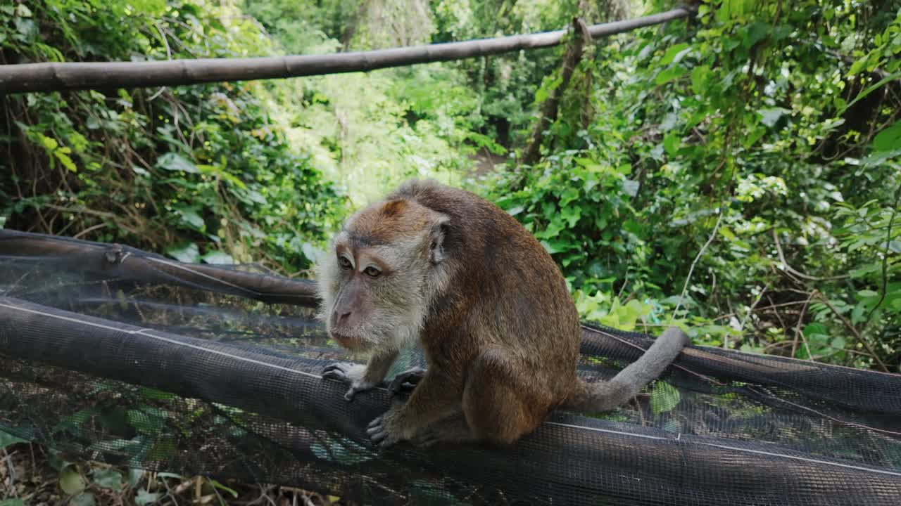 Monkey rests calmly in dense tropical foliage at wildlife watching site Cebu