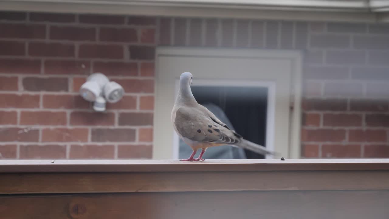 молодой голубь отдыхает на балконе в летний вечер, улетает и взлетает.