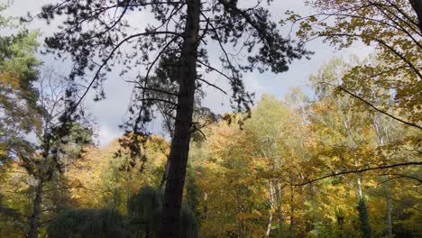 Upward-view-of-Autumn-Forest-Canopy-Against-a-Blue-Sky-and-colorful-treetops-in-fall-season