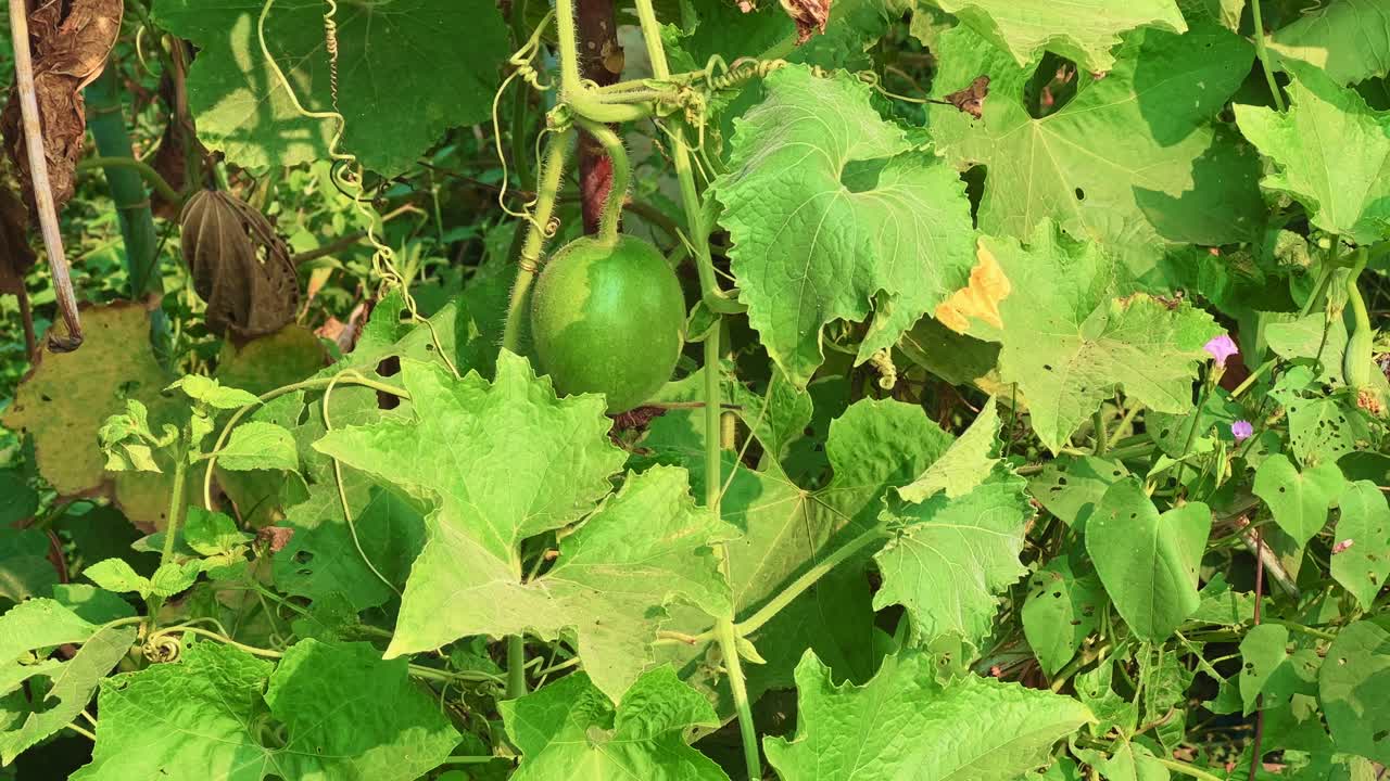 Benincasa hispida plant with green ash gourd fruit hanging on vine amidst dense leaves in bright sunlight. Fresh organic growth showing natural farm life and tropical agriculture scene