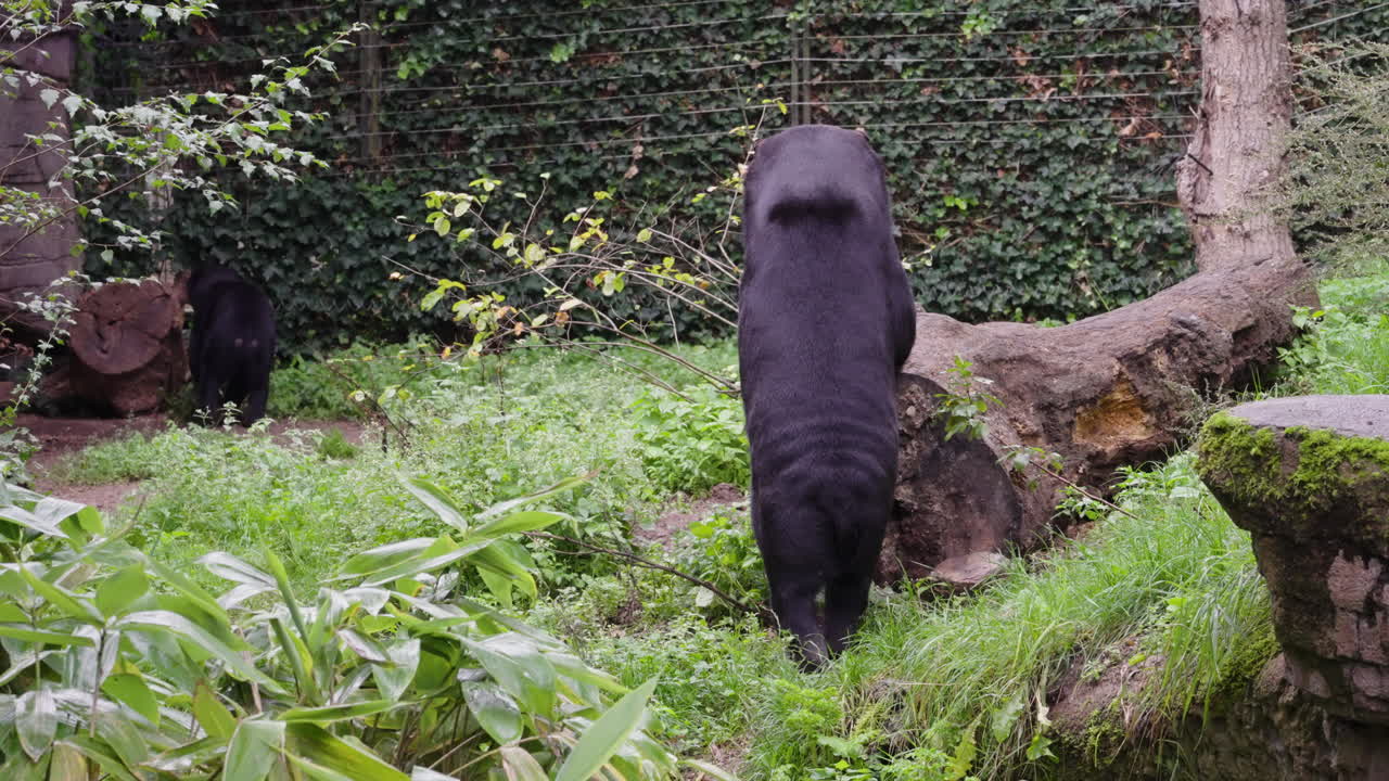Massive Malayan sunbear in jungle decorated zoo, back view