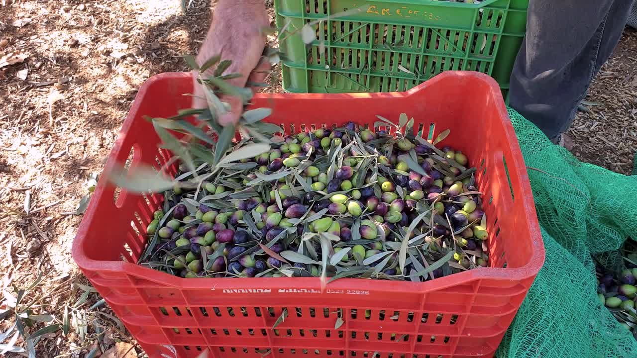 올리브 기름 을 만들기 위한 올리브 수확, 올리브 를 바구니 에 모으고 잎 을 뽑는 것