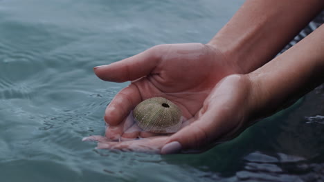 Cerrar-Manos-De-Mujer-Sosteniendo-Concha-Sacando-Concha-Del-Agua-Del-Océano