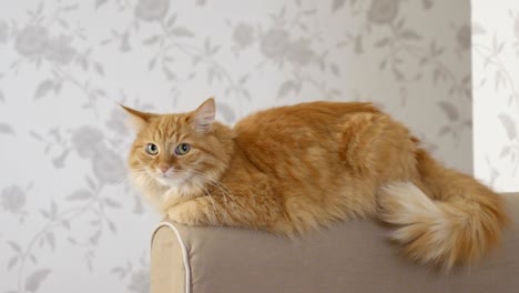 cute ginger cat lying on arm of sofa. fluffy pet starring in camera. cozy home background