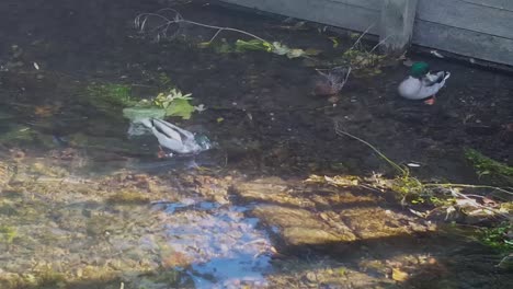 ducks having a wash in the river