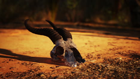 animal skull in the desert