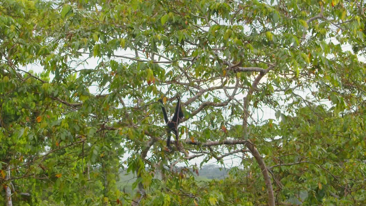In Peru’s rainforest, a lone black spider monkey swings through the leafy canopy with agility.