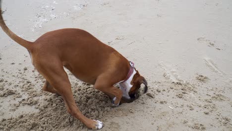 raza de boxeador único cavando profundamente en la arena de la playa jugando alegremente