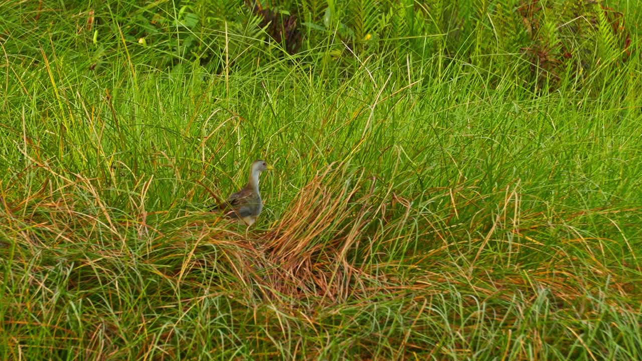 A wetland bird takes flight in slow motion from tall grass in the Tambopata region of the Peruvian Amazon. Its wings spread wide as it lifts off, showcasing agility in its natural habitat.