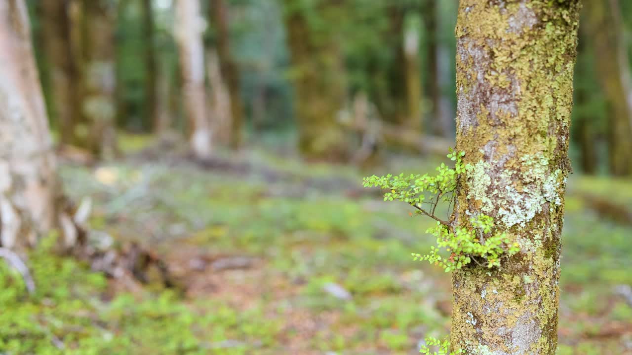 A tree trunk with lichen in a tranquil forest, captured with soft natural lighting and a shallow depth of field