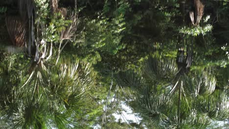 rain forest reflection on rippled water