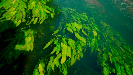 close-up view of freshwater lake river spring scenery with plants and algae reflections