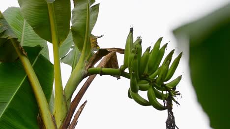 big bunch of green unripe bananas hanging from a tree in front of grey sky