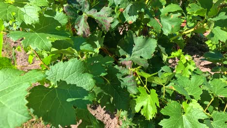 lush grapevines in a sunny vineyard setting