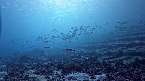 Fischschwarm-Mit-Sonnenlicht-Im-Hintergrund