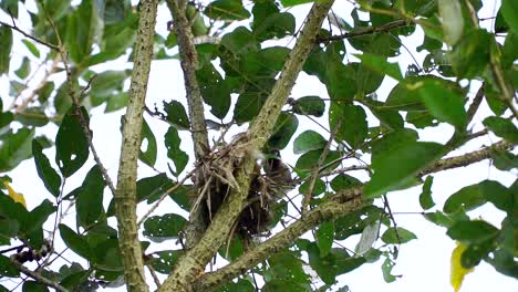 slow motion - close up shot of birds are building nest on the tree branch