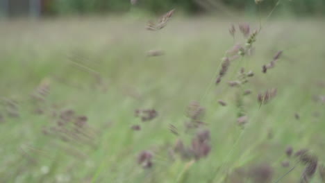 reed grass blowing in the wind in the field near rozewie, poland - close up