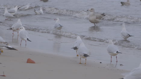 Bandada-De-Gaviotas-De-Cabeza-Negra-Caminando-Por-El-Mar-En-La-Playa-De-Redlowo,-Gdynia,-Polonia-Con-Una-Pequeña-Ola-Rompiendo