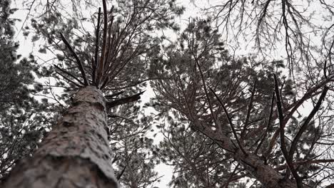 Mirando-Hacia-Los-Pinos-Nevados-En-Un-Día-De-Nieve-En-Medio-Del-Invierno