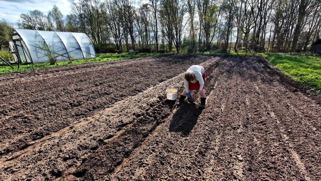 Senior woman in her 90s bends to plant potatoes by hand across wide garden plot