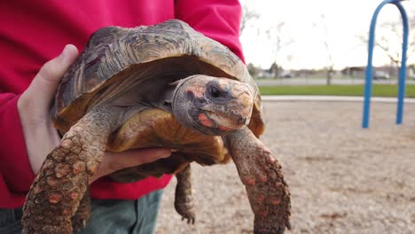 A-young-man-securing-his-pet-tortoise-as-it-stares-at-the-camera