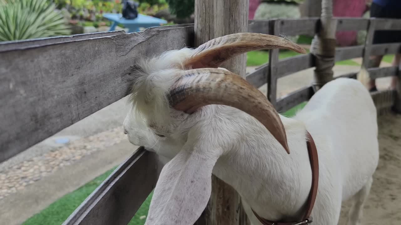 농장 에 있는  염소