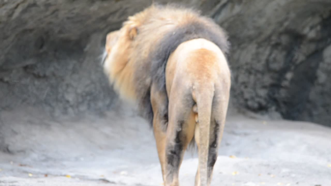 사자, 정글의 왕