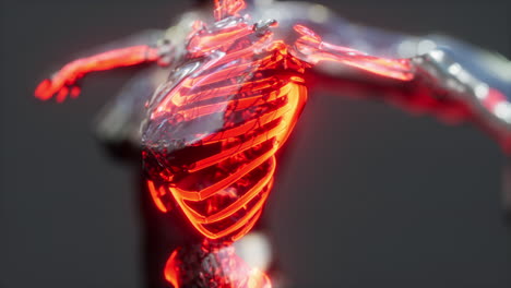 x-ray full body of skeleton in brightness glow