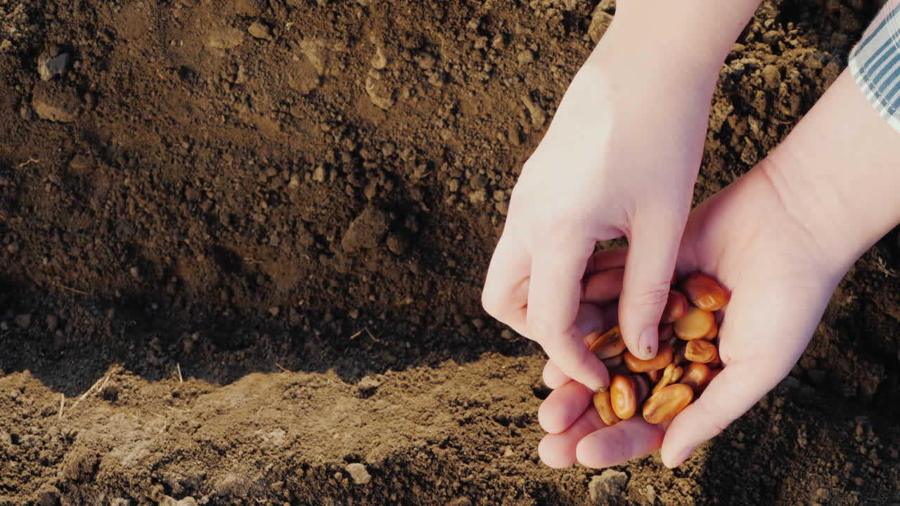 las manos de los granjeros están plantando granos en el nuevo concepto de vida del suelo