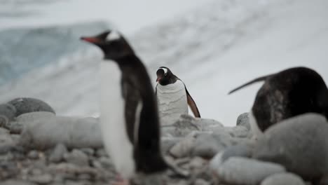 Penguin-is-looking-around,-potentially-searching-for-a-mate