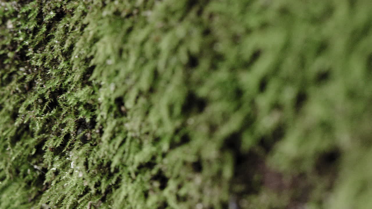Scatto macro di muschio su un tronco umido nella foresta